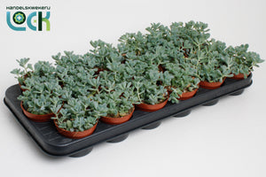 Sedum ‘Comic Tom’ – 8.5cm Pot