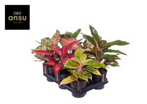 Aglaonema Mixed Variety – 12cm Pot, 30cm High