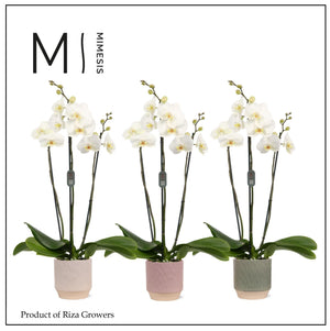 White Phalaenopsis Orchid (3 Stem) – 12cm Pot