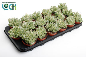 Variegated Crassula ‘Moneymaker’ – 8.5cm Pot