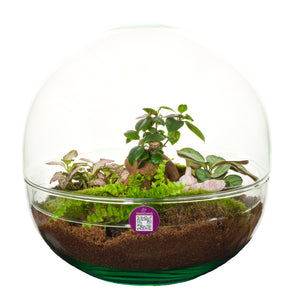 Large Glass Terrarium Arrangement – 29cm Pot