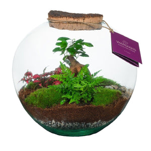 Medium Moon Terrarium – 26cm Glass Arrangement