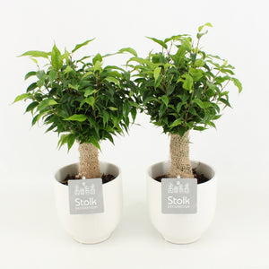 Fiddle Leaf Fig (Ficus lyrata) – 13cm Stone-Look Pot