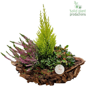 Driftwood Boat Autumn Plant Arrangement – 42cm