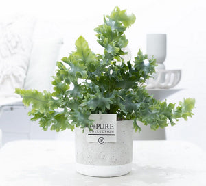 Phlebodium Davana Fern – 12cm Ceramic Pot