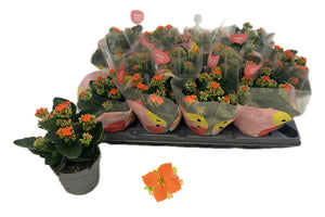Orange Kalanchoe Blossfeldiana – 10.5cm Pot
