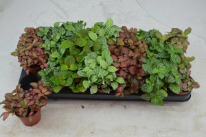 Mixed Fittonia Nerve Plant – 8.5cm Pot