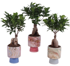 Ficus Ginseng Bonsai (Ficus microcarpa) – 10cm Pot