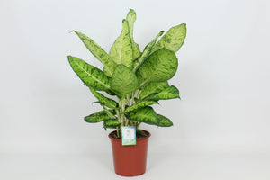 White Amazon Dieffenbachia (Dumb Cane) – 24cm Pot, 90cm Tall