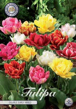 Mixed Double Early Tulip Bulbs – 7 Bulbs