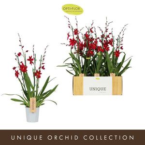 Burrageara Nelly Isler Red Velvet Orchid – 12cm Pot