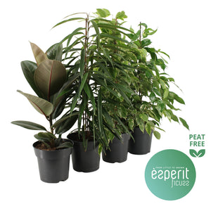 Mixed Ficus elastica Rubber Plant – 17cm Pot