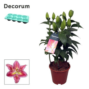 Pink Oriental Lily (Lilium) – 13cm Pot