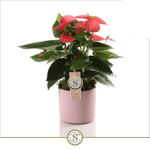 White Anthurium 'Champion' – 12cm Ceramic Pot