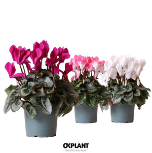 Mixed Cyclamen Persicum – 12cm Pot