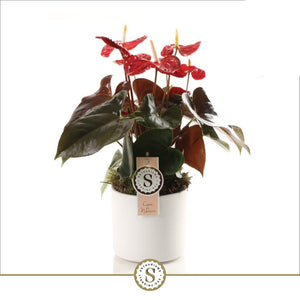 Red Anthurium Houseplant – 12cm Pot, 40cm High