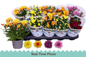 Mixed Chrysanthemum (Indicum Group) – 12cm Pot