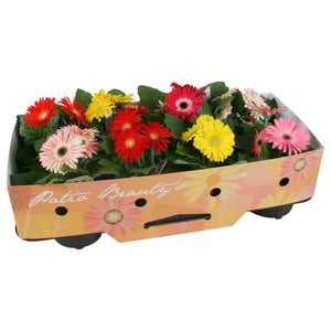 Mixed Gerbera Patio Beauty – 12cm Pot