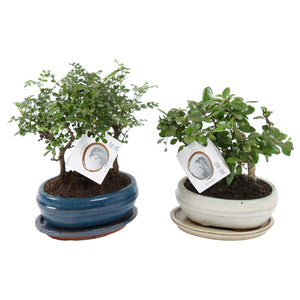 Indoor Bonsai Tree – 16cm Ceramic Pot