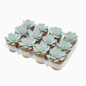 Echeveria Lilacina Succulent – 8.5cm Pot