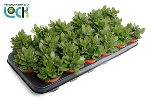 Crassula 'Moneymaker' – 8.5cm Pot