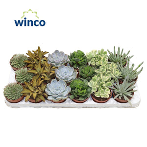 Mixed Valencia Deluxe Succulent – 8.5cm Pot
