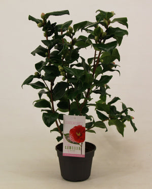 Camellia japonica ‘Dr King’ – 15cm Pot