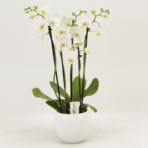 White Phalaenopsis Orchid – 4 Stem, 12cm Pot