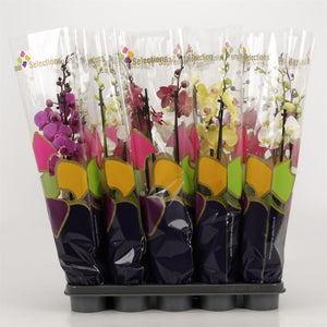 White Phalaenopsis Orchid – 4 Stem, 12cm Pot