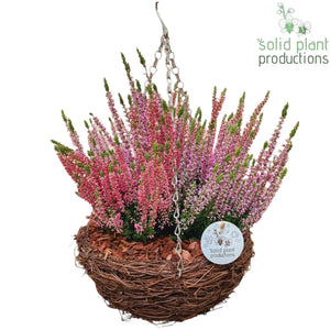 Salim Hanging Basket Arrangement – 26cm