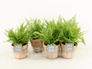 Boston Fern (Nephrolepis exaltata) – 13cm Pot