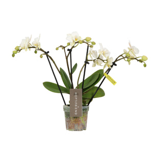 White Phalaenopsis Orchid – 7cm Pot, 30cm Tall
