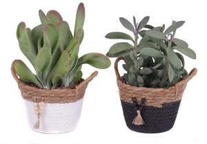 Mixed Cactus Collection – 15cm Pot, Approx. 30cm High