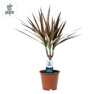 Dragon Tree (Dracaena marginata) – 12cm Pot