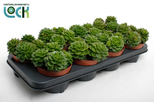 Echeveria Succulent – 12cm Pot