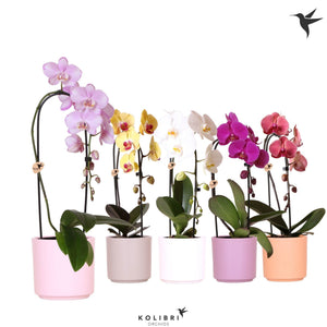 Phalaenopsis Orchid – 1 Stem, 12cm Ceramic Pot