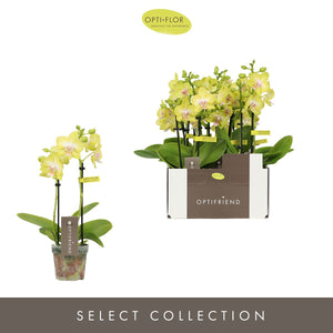 Mini Phalaenopsis Orchid ‘Fay’ – 2 Stems, 7cm Pot