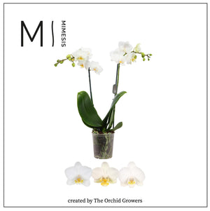 White Phalaenopsis Orchid – 9cm Pot