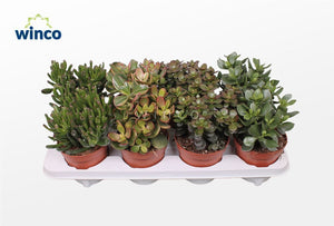 Mixed Crassula Succulent – 12cm Pot