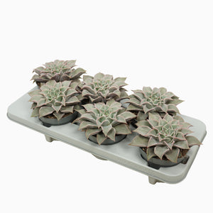 Echeveria Maradiba Succulent – 13cm Pot