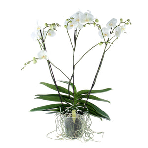 White Phalaenopsis Orchid – 17cm Pot, 85cm Tall