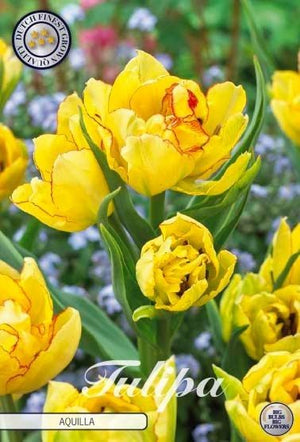 Tulip ‘Aquilla’ Flower Bulbs – Size 12/+