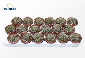 Titanopsis calcarea Living Stone Succulent – 8.5cm Pot