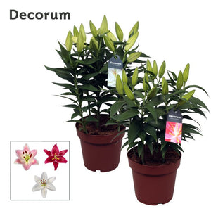 Oriental Lily (Lilium Oriental Group) – 19cm Pot, 45cm