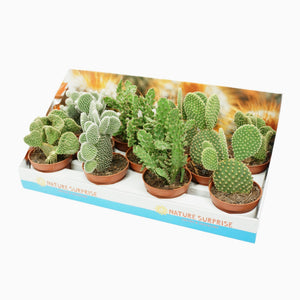 Mixed Opuntia Cactus – 10.5cm Pot