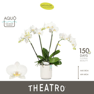 White Phalaenopsis Orchid – 4 Stem, 12cm Pot
