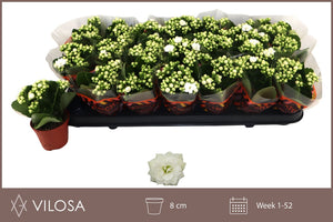 White Double Kalanchoe – 8cm Pot