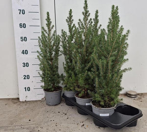 Dwarf Alberta Spruce (Picea glauca ‘Conica’) – 15cm Pot