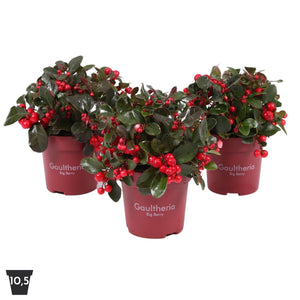 Gaultheria Big Berry – 10.5cm Pot