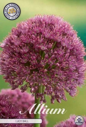 Allium ‘Lucy Ball’ Flower Bulbs – Mixed Colours